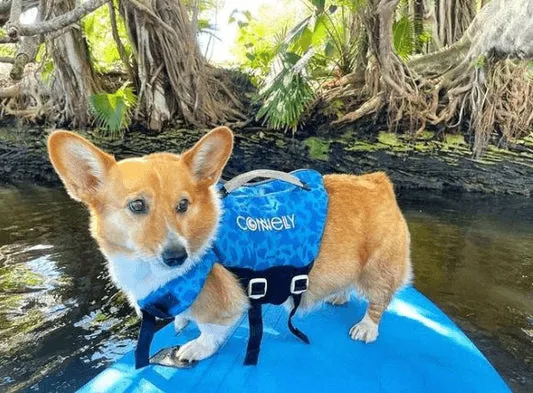 CONN BELLA DOG NEO VEST