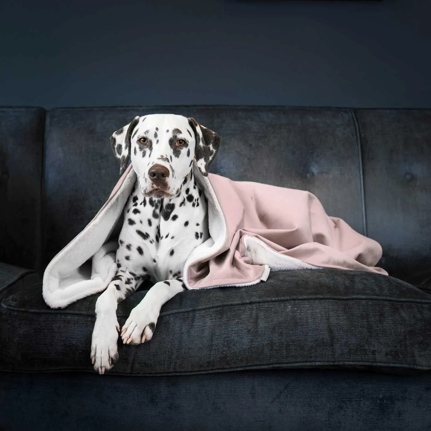 Dog & Puppy Blanket in Blossom Velvet by Lords & Labradors