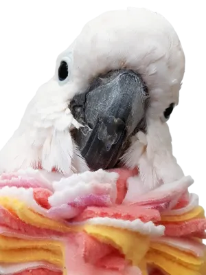 Fringy Neck Wrap Bird Collar With Stiff Insert