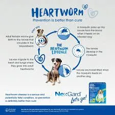 NEXGARD SPECTRA GREEN chews for Small Dogs 7.6 ~ 15kg - Heartworm & Worming   Flea & Tick Protection