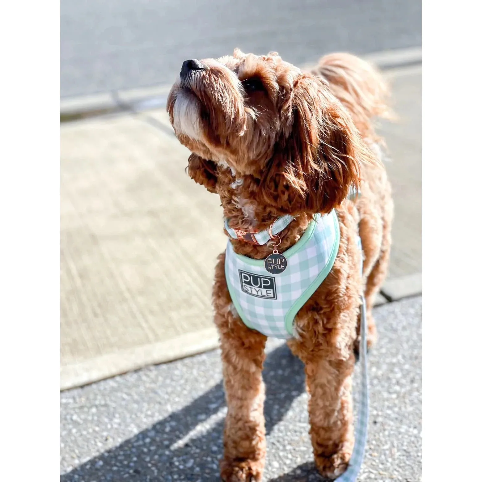 Pupstyle Suburban Collection Sweet Apple Dog Collar Medium
